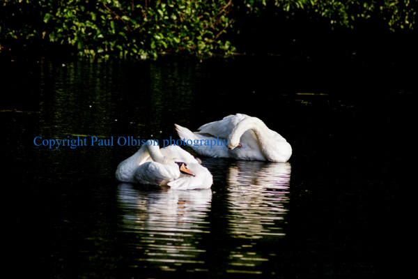 Swans