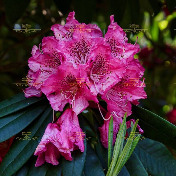 Purple flower 5