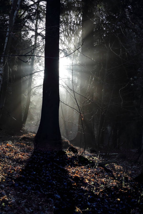 The tree