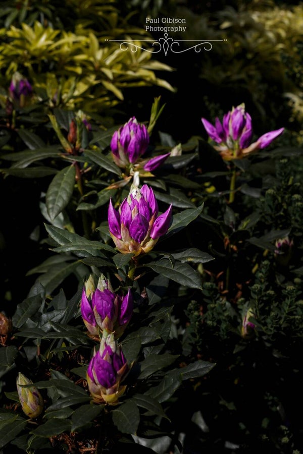 Purple flowers