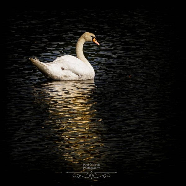 Swan 2