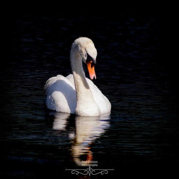 Swan lake