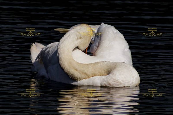 Swan at rest