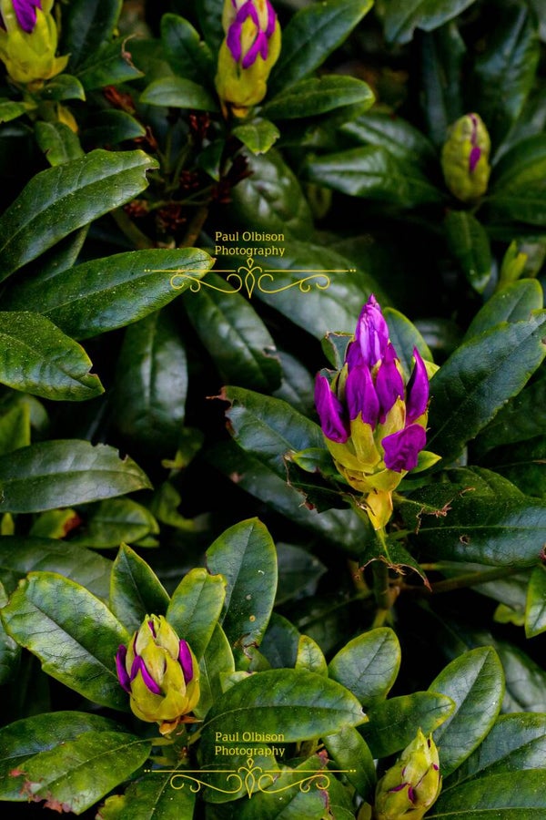 Purple flowers 4