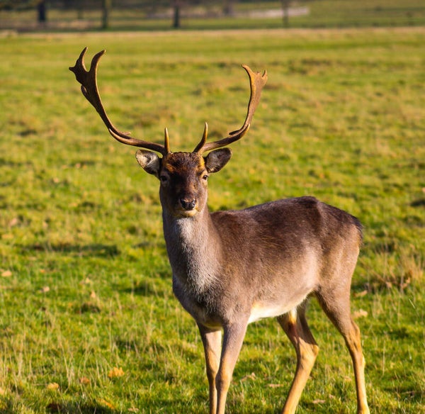 Fallow deer