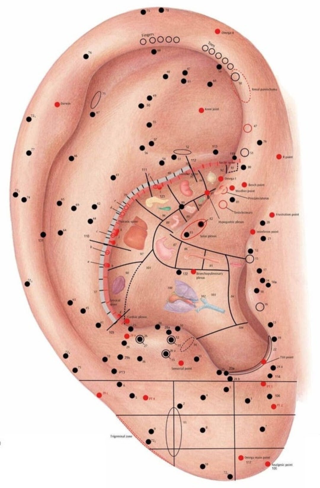 Oor acupunctuur/ Auriculo therapie - Vervolgafspraak