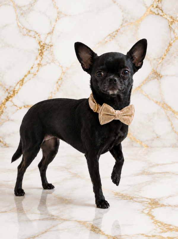 Champagne Velvet Bow