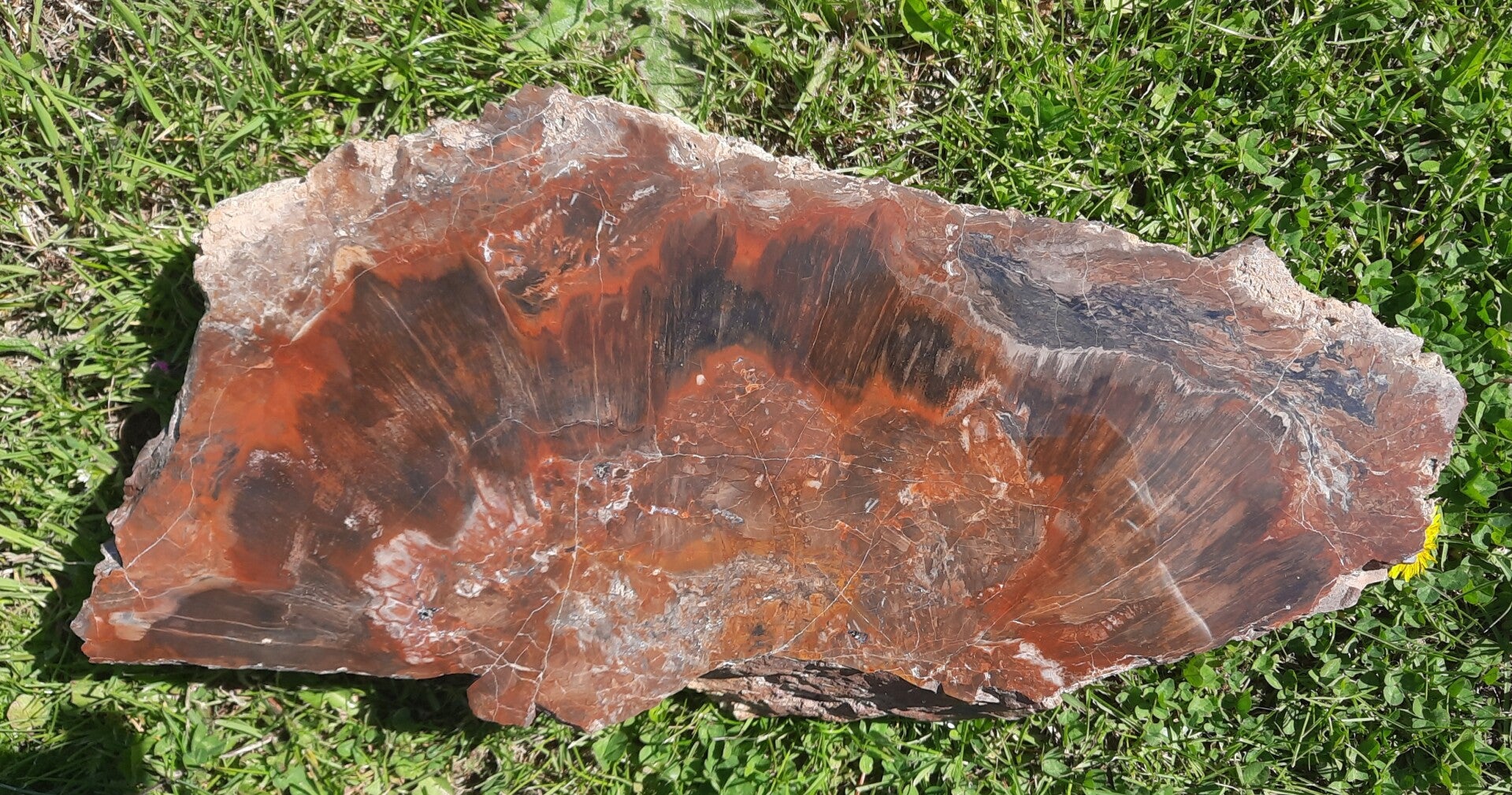 Versteinertes Holz - Hainichen