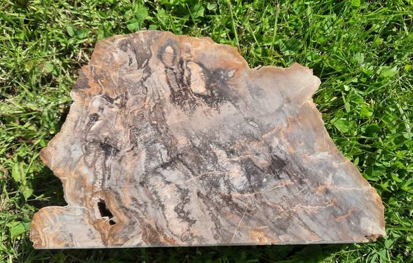 Versteinertes Holz - Hainichen