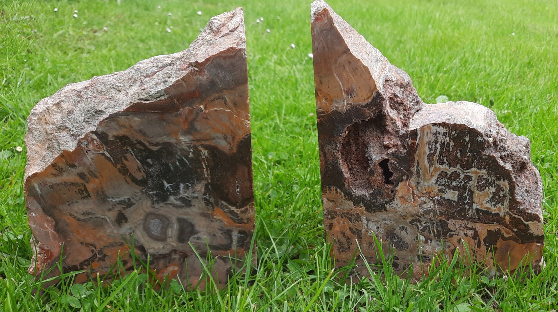 Buchstützen versteinertes Holz - Hainichen