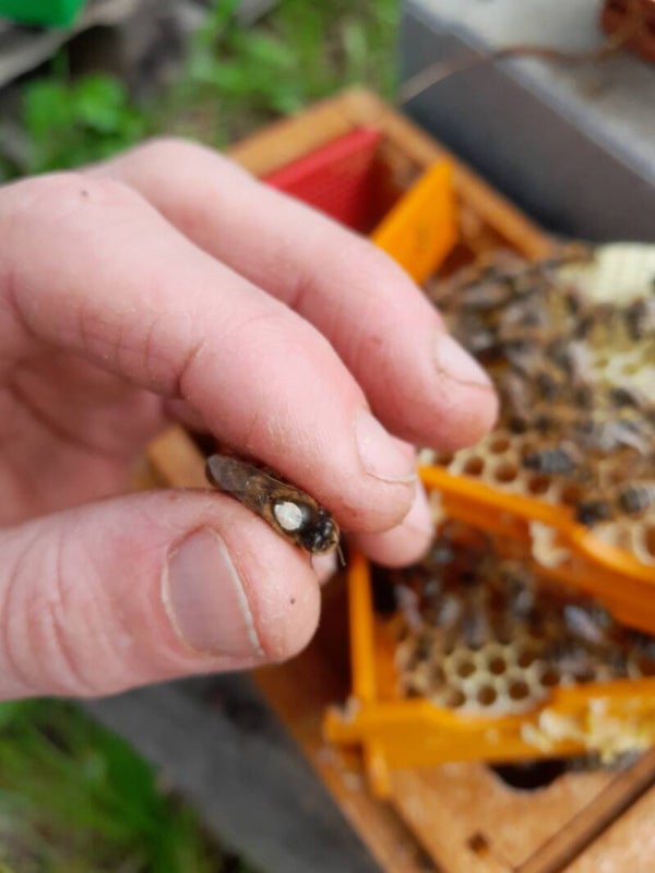 Bienenköniginnen