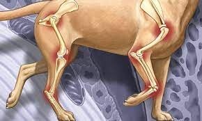 Arthrose et douleurs articulaires chez le chien senior – illustration des articulations du chien vieillissant montrant la perte de mobilité, les douleurs aux hanches et aux genoux, la raideur articulaire et le soutien naturel des articulations chez les an