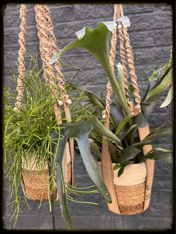 Workshops macrame jute plantenhangers