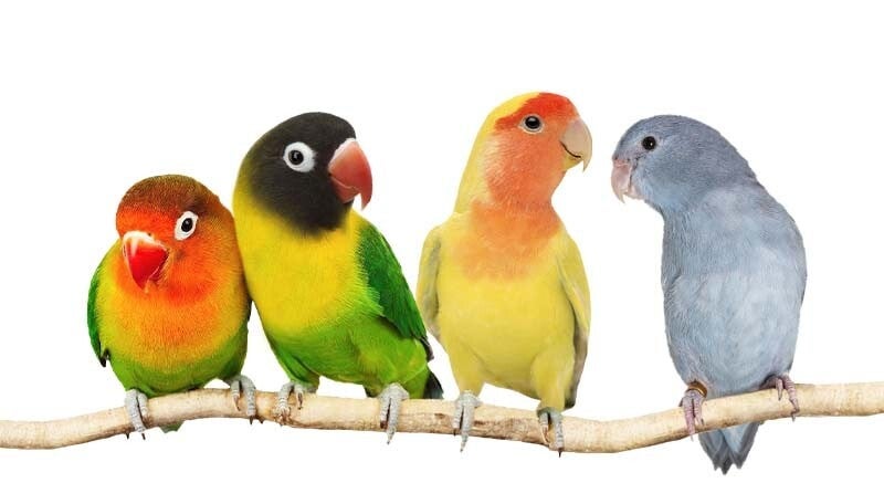 Agapornis Forpus Basis 2,5 kg