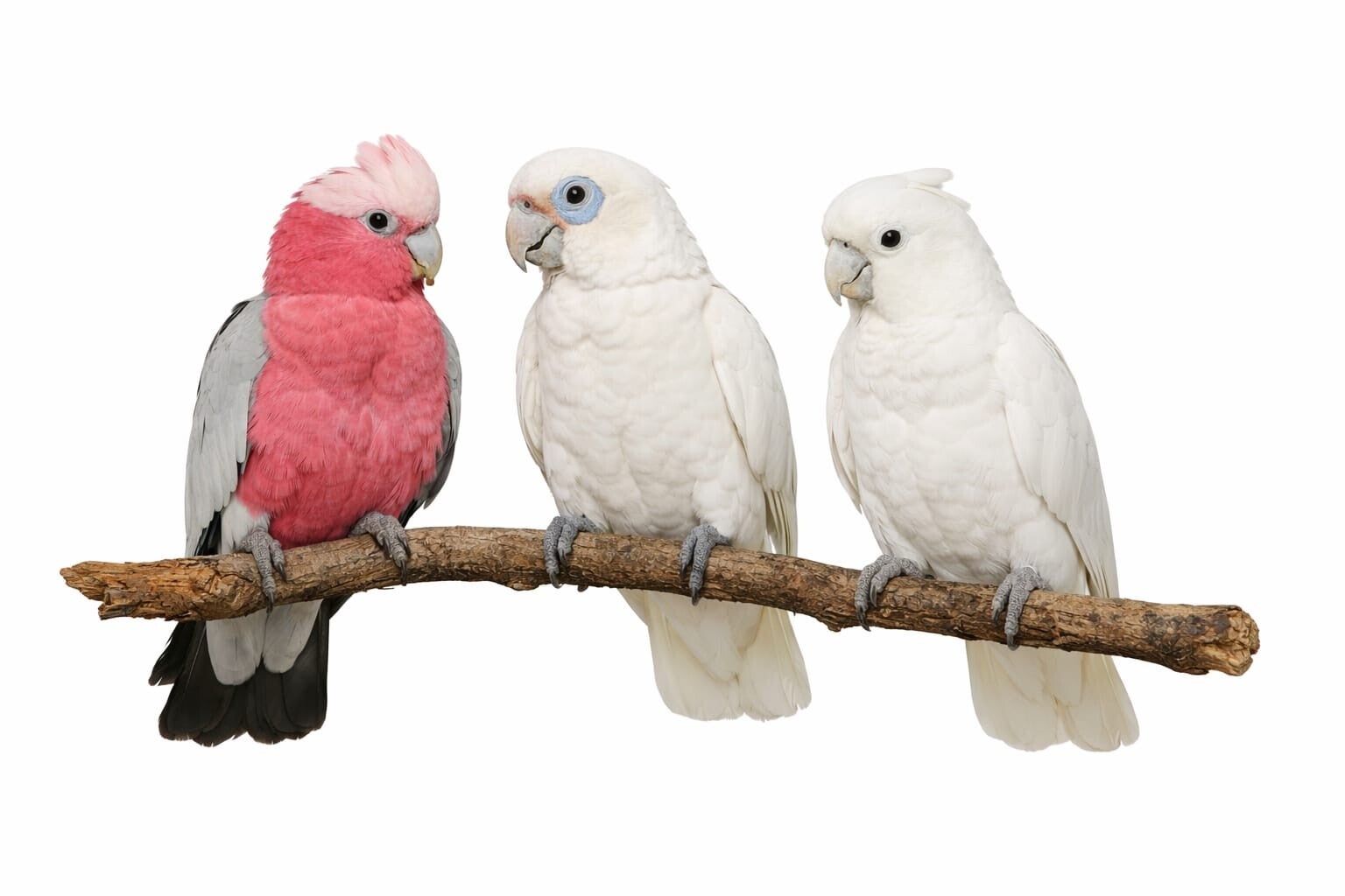 Rose Kaketoe Basis 2,5 kg