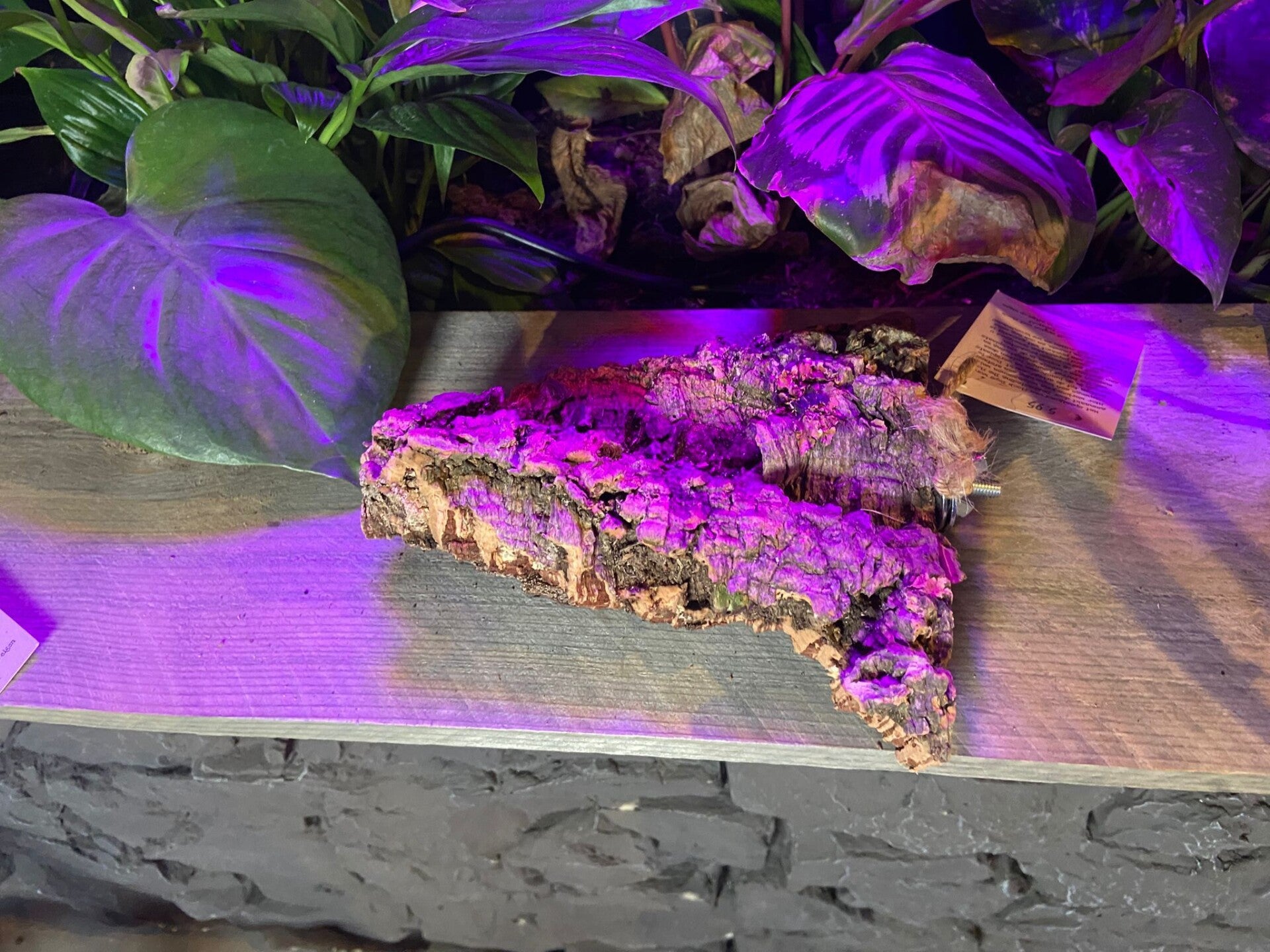 Chewy Cork Zitplank M