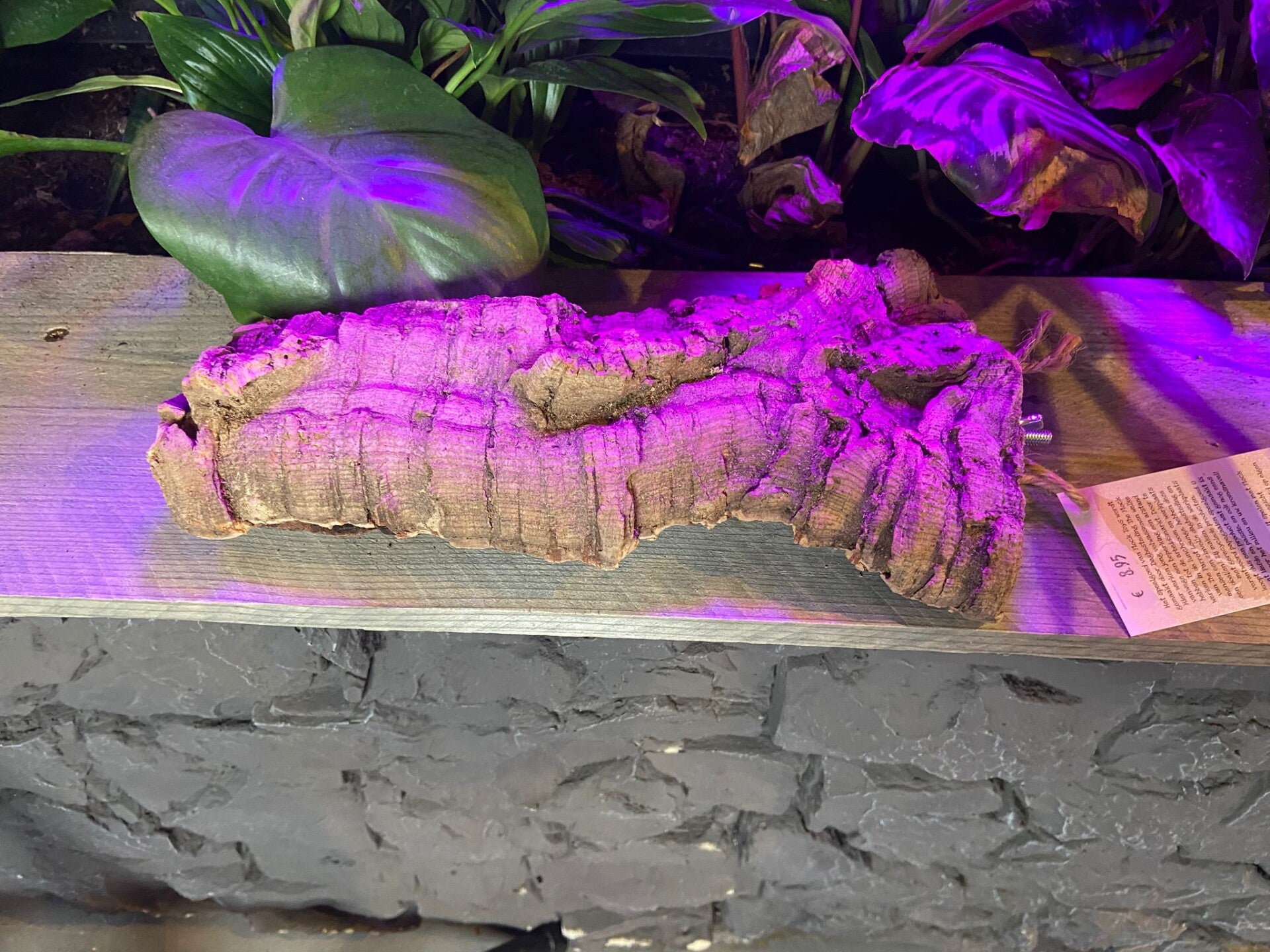 Chewy Cork Zitplank L