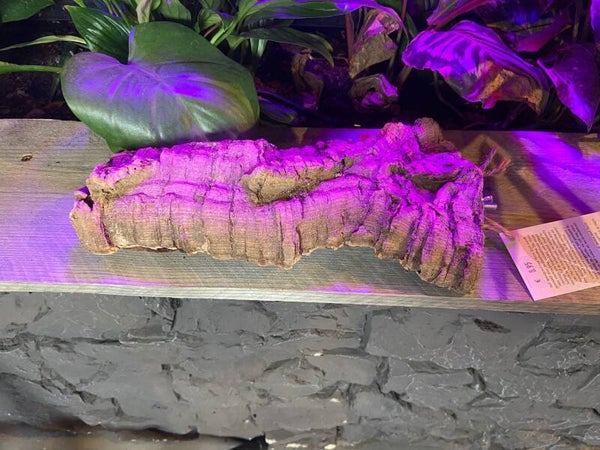 Chewy Cork Zitplank L