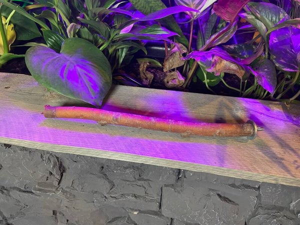 Zitstok Gedroogde Wilg S