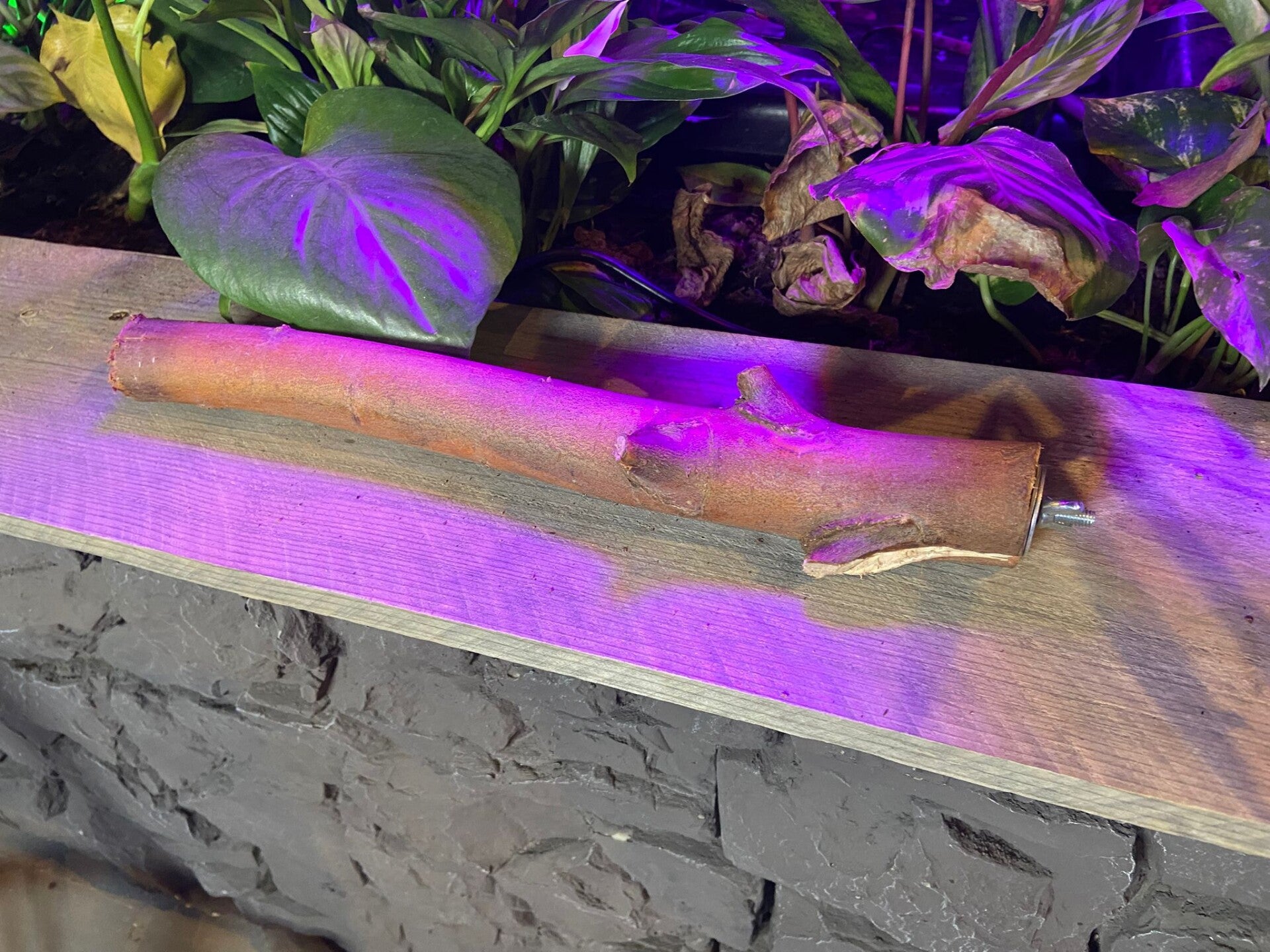 Zitstok Gedroogde Wilg M