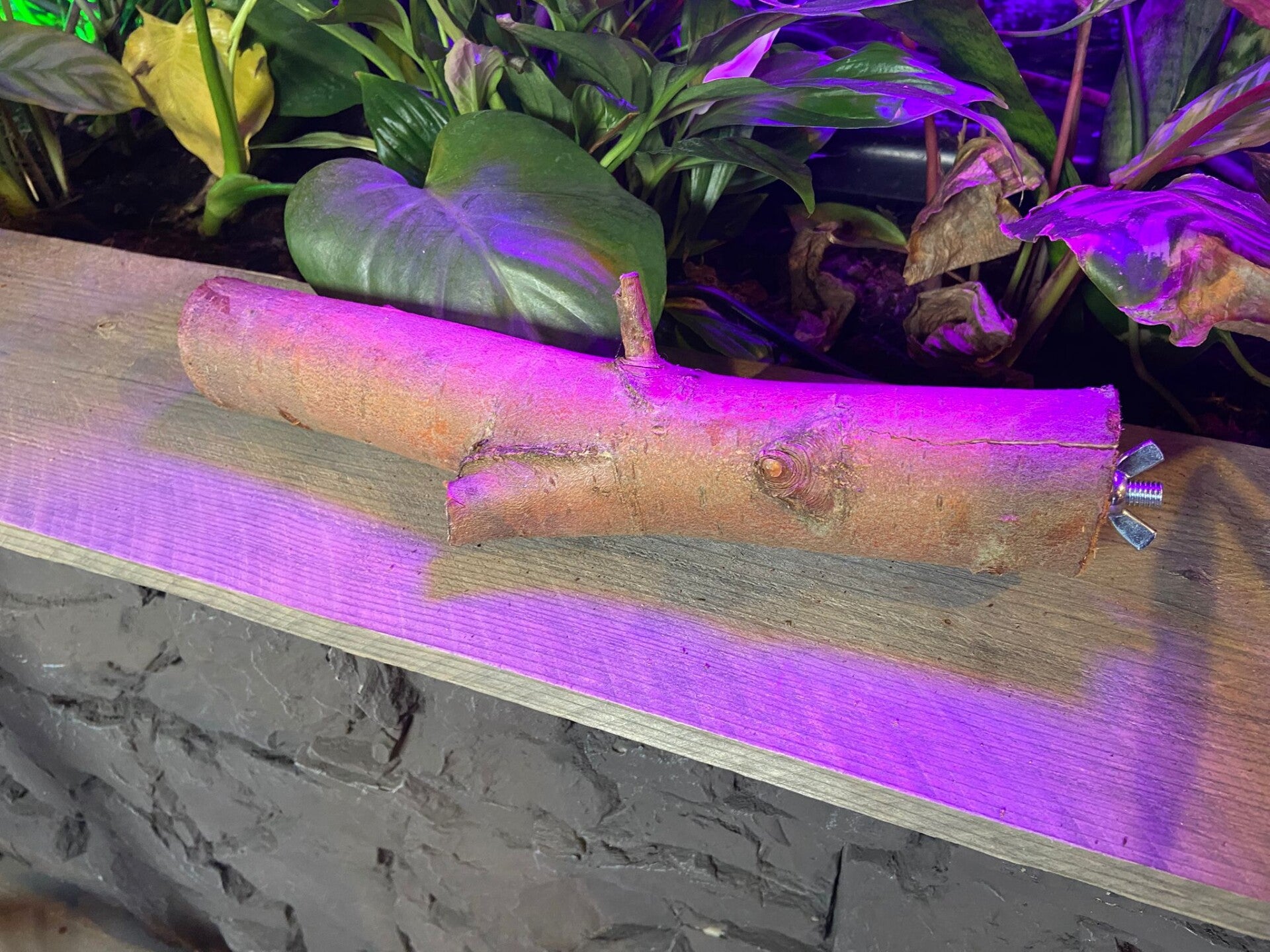 Zitstok Gedroogde Wilg L