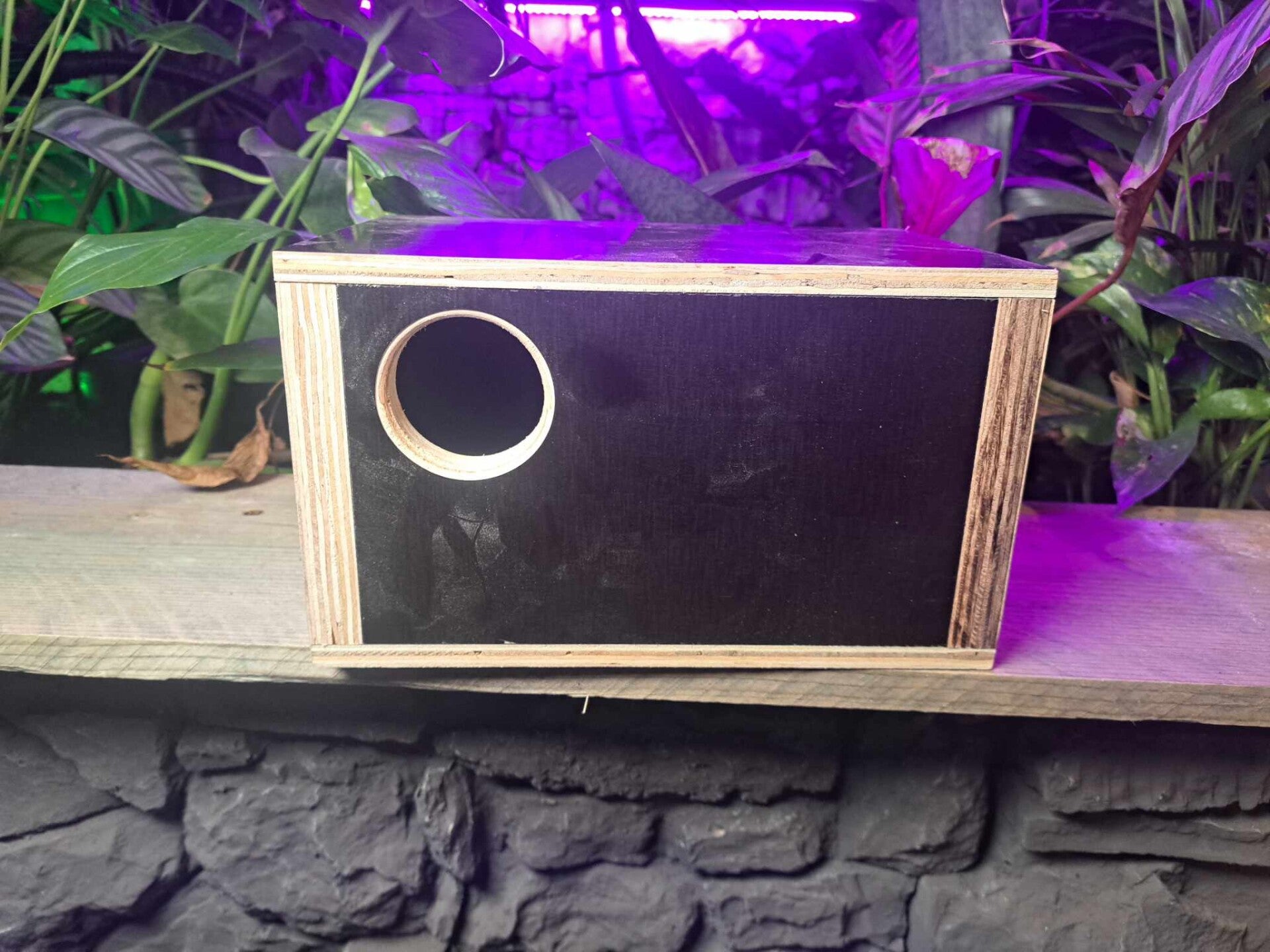 Broedblok Betonplex Parkiet / Agapornis