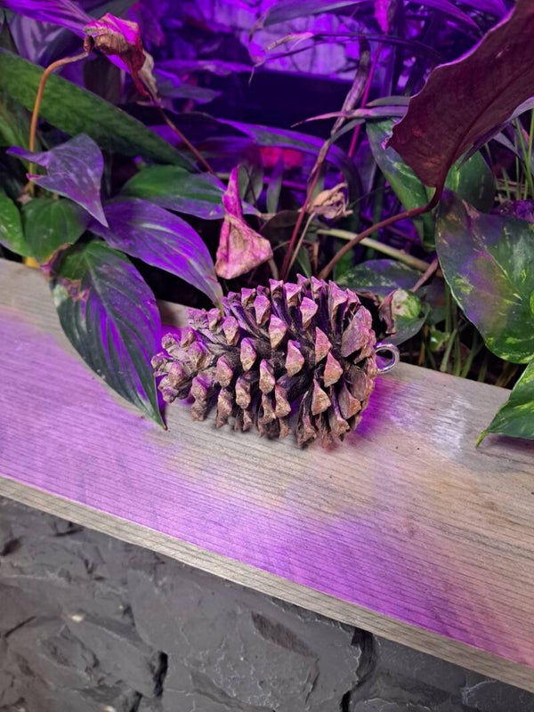 Papegaaienspeelgoed Dennenappel Groot