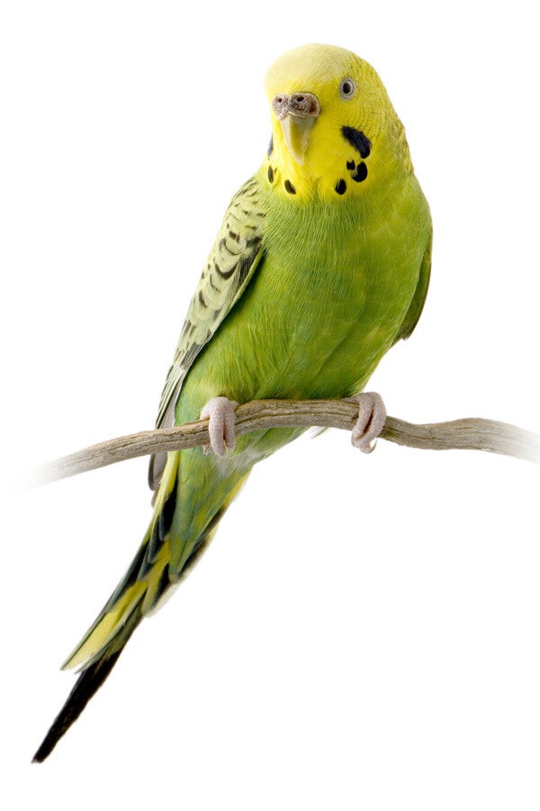 Australische grasparkiet