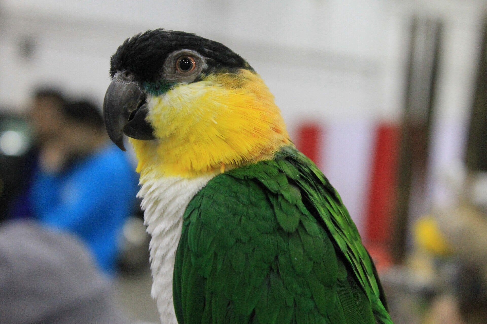 Premium Caique 3 kg