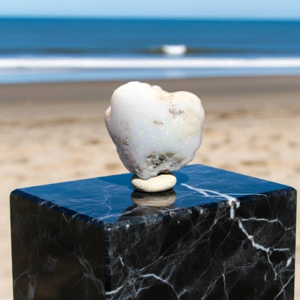 AUSTRALIAN OPAL SHELL FOSSILS