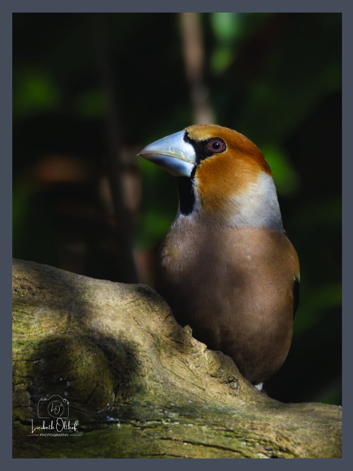 appelvink-p3020061-fl-standard.jpg