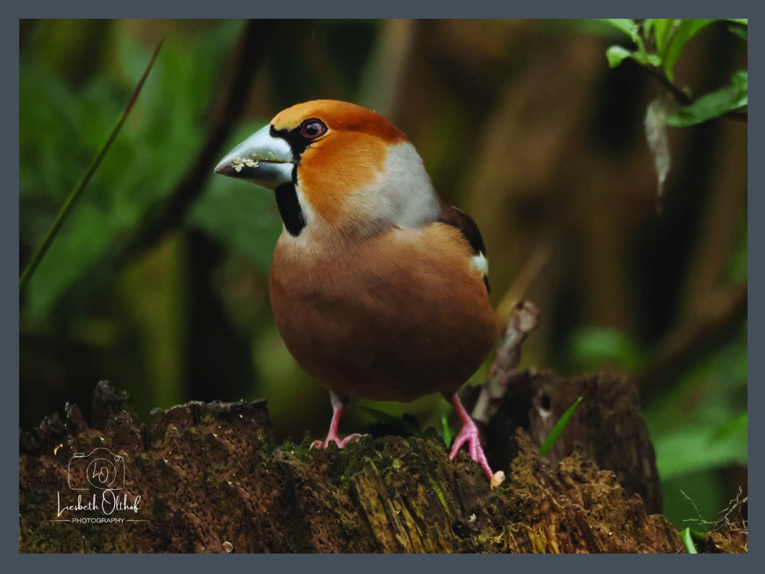 appelvink-p3140104a-lf-standard.jpg