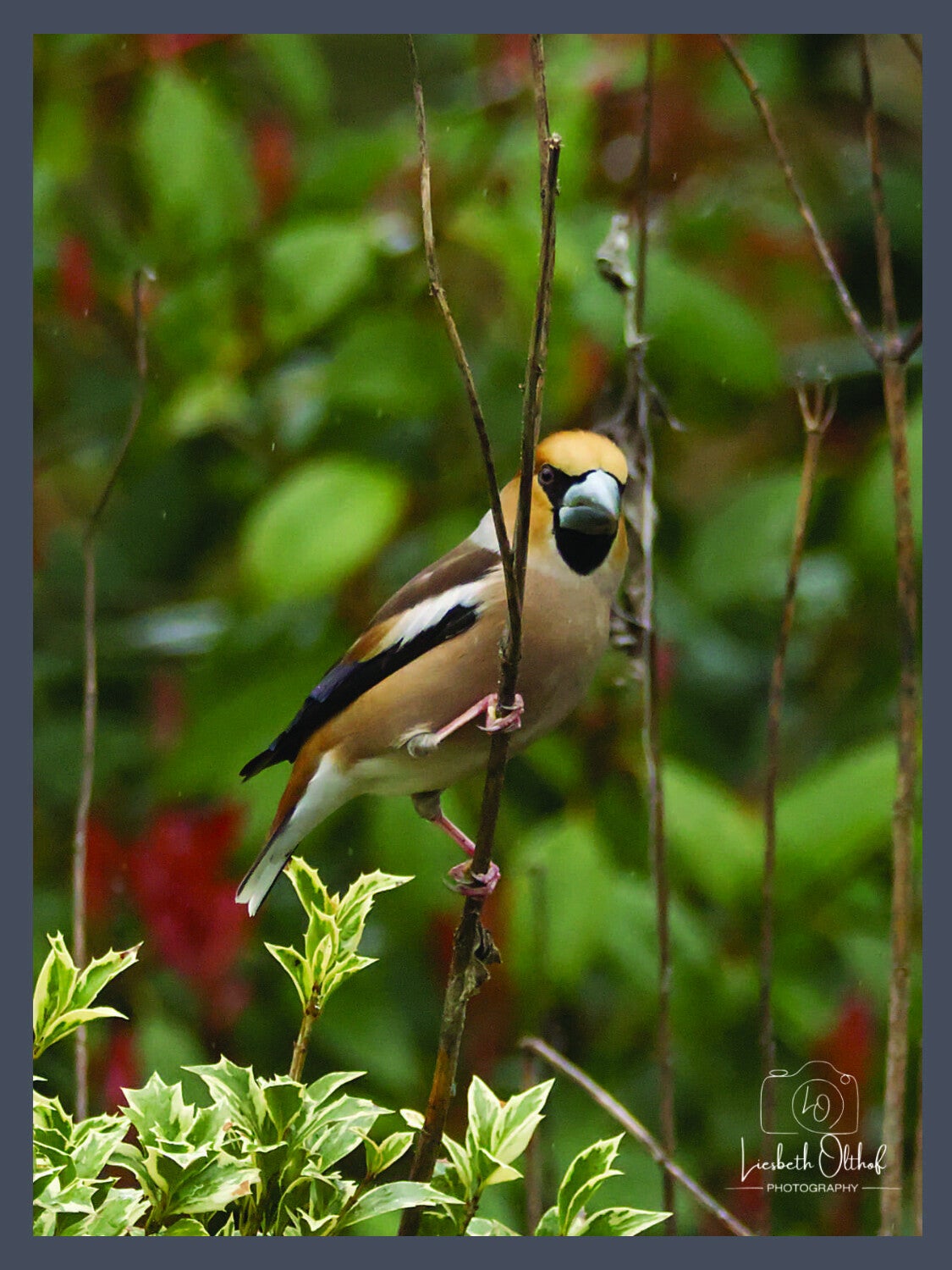 appelvink-p3140139a-lf-standard.jpg