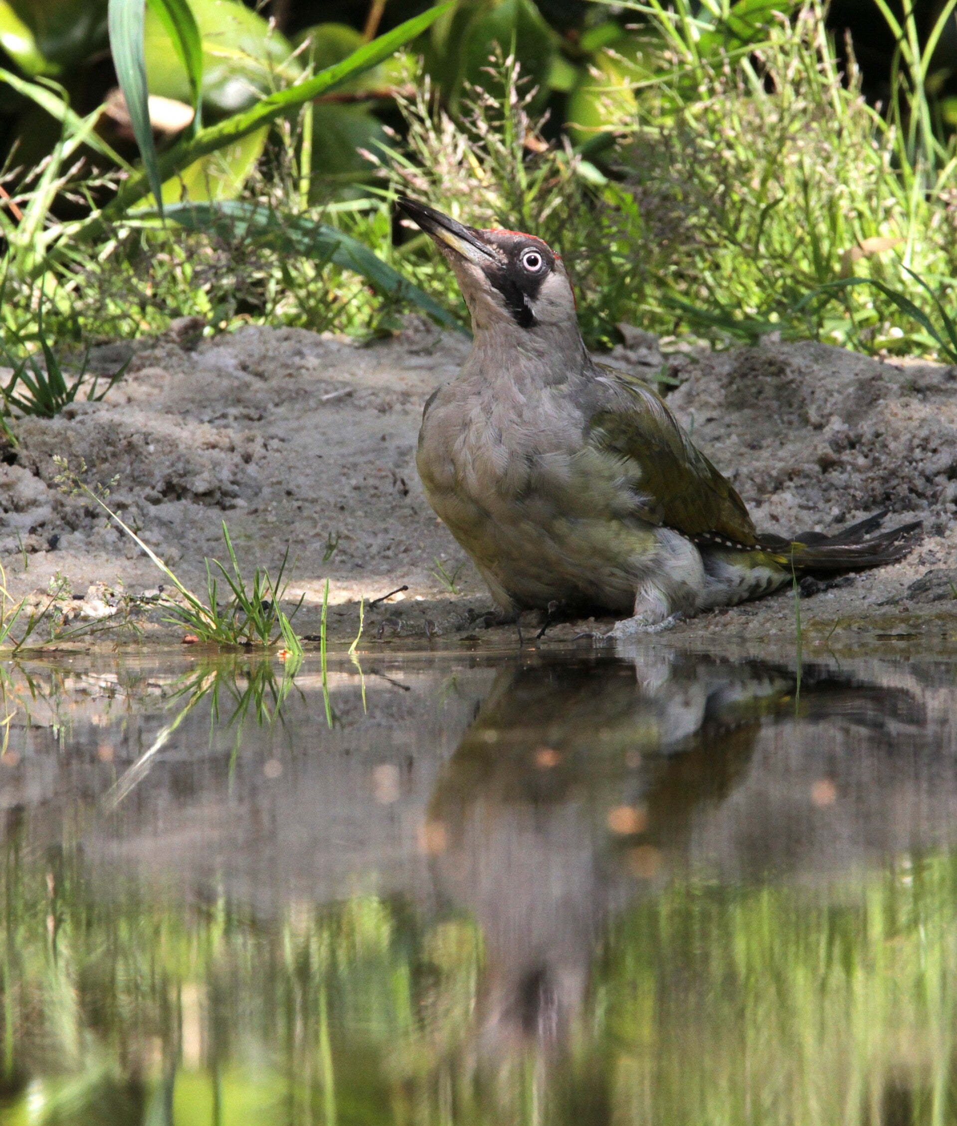 groene-specht-in-het-water_5205-standard-0kbja3.jpg
