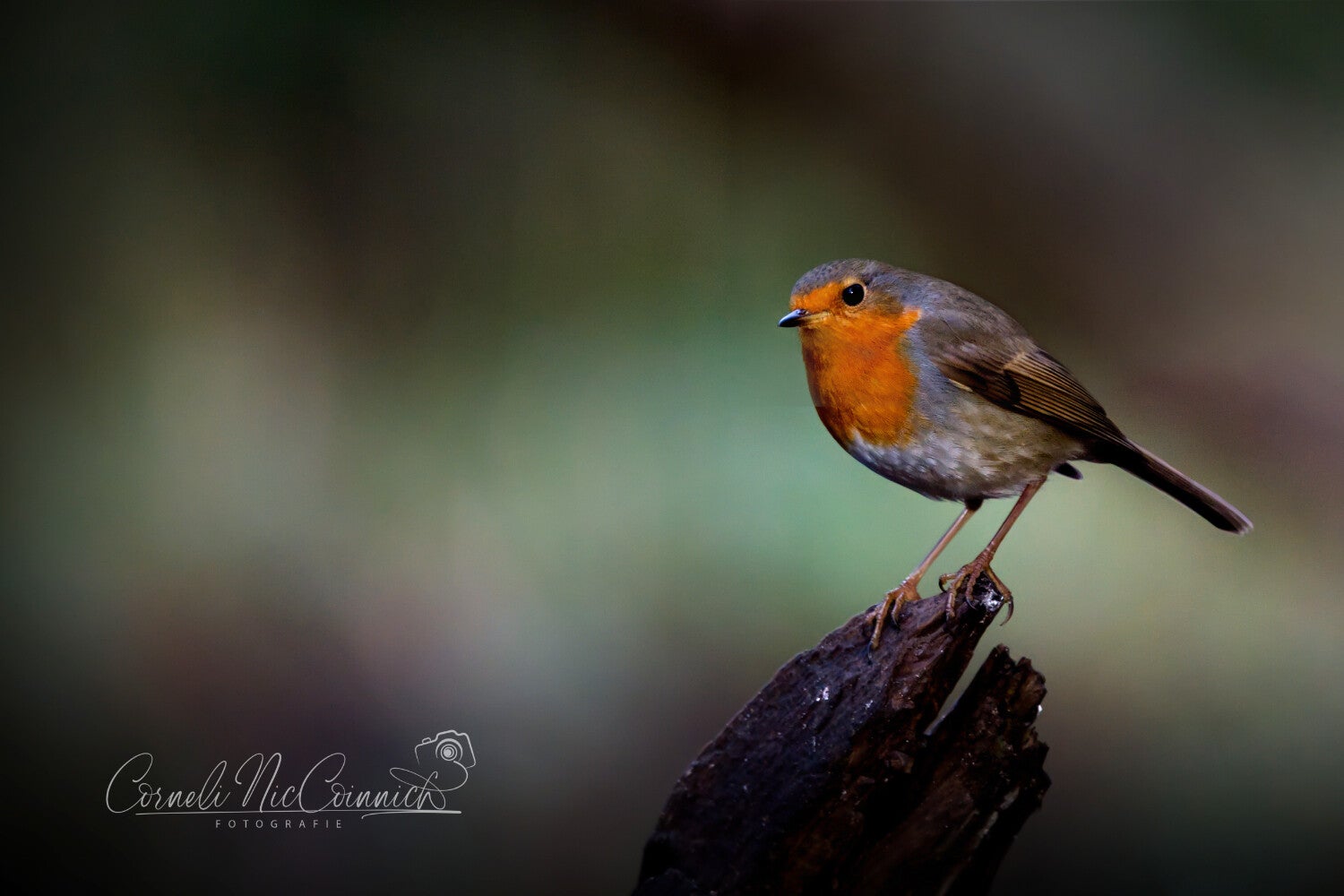 robin-small-standard-3n1ir8.jpg