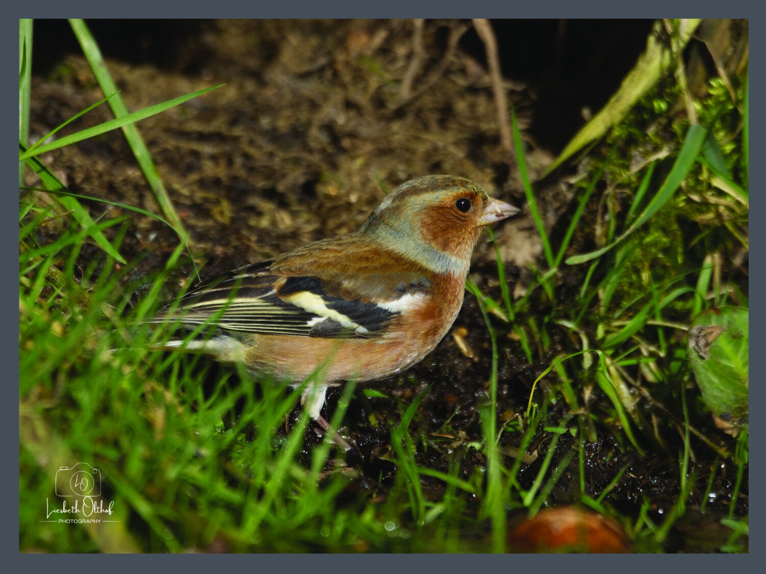 vink-p3020030-fl-standard.jpg