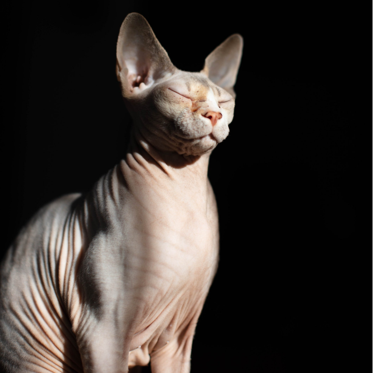 unsere-preise-silberkind-cattery