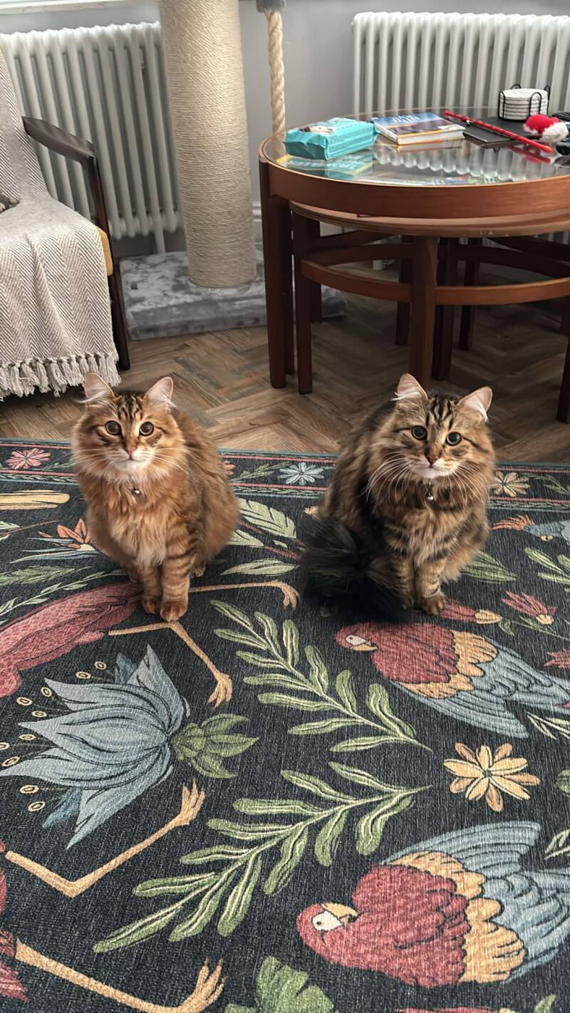 Gabbe &amp; Finchley