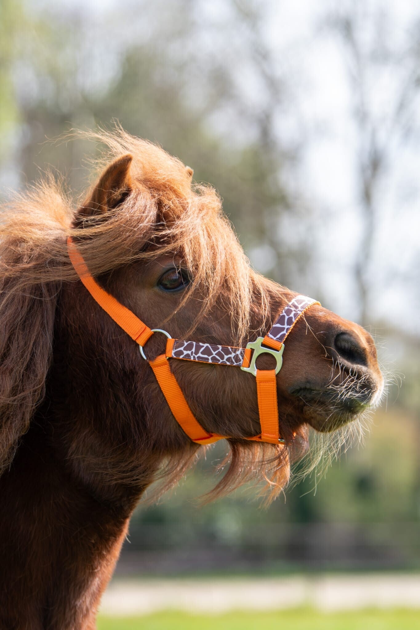 Giraffe Halster