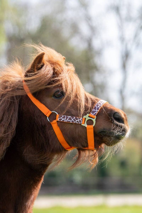 Giraffe Halster