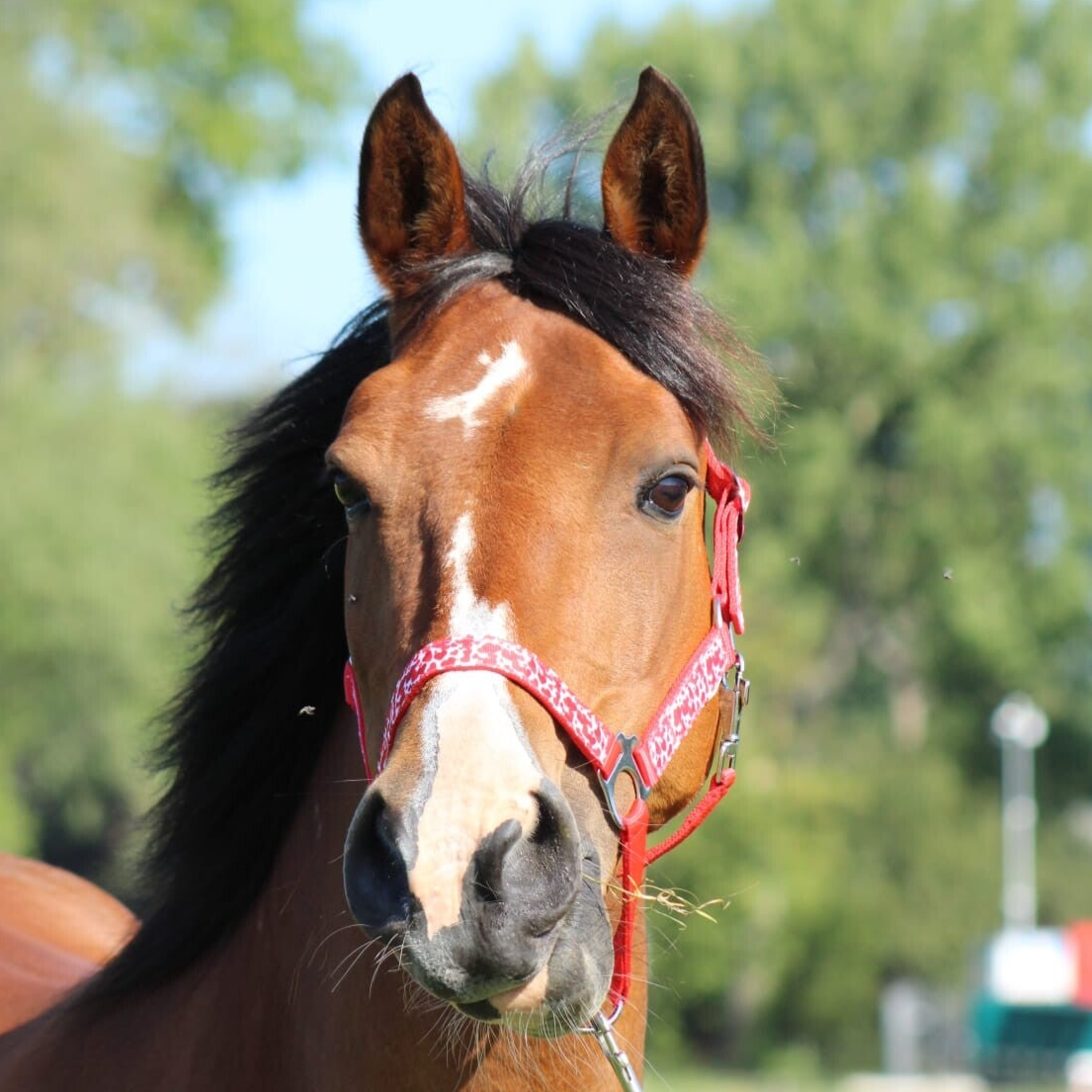 Rode Hartjes Halster