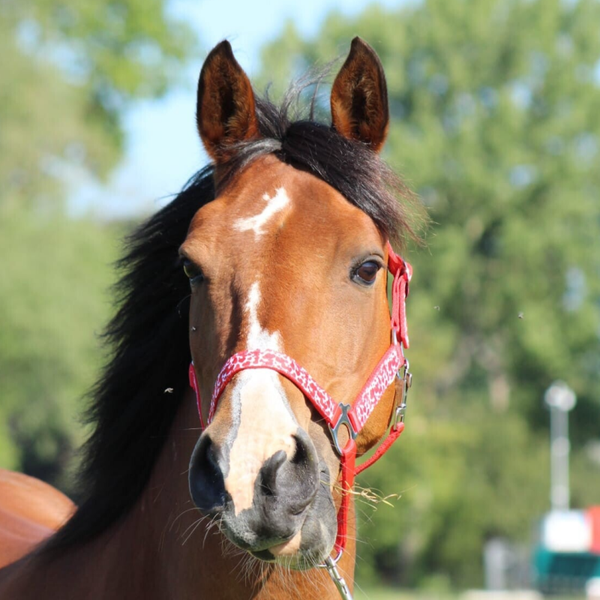 Rode Hartjes Halster