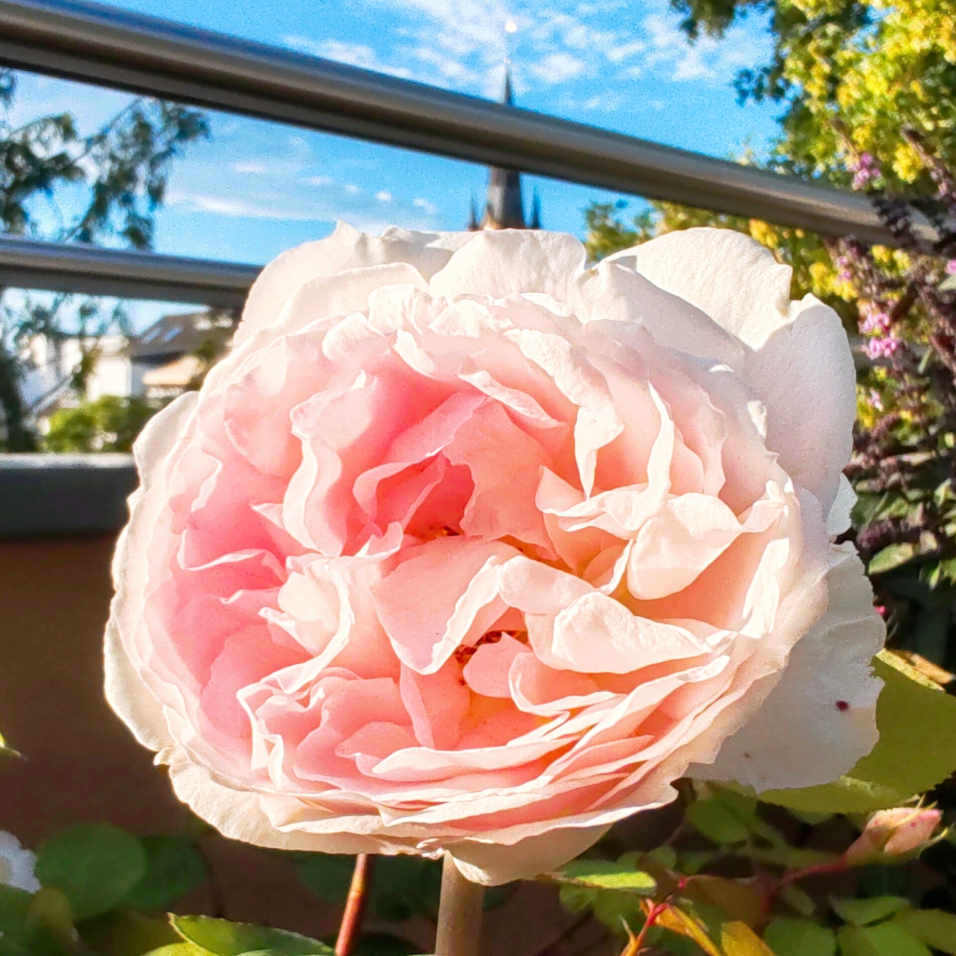 Märchenrose des Erwachens