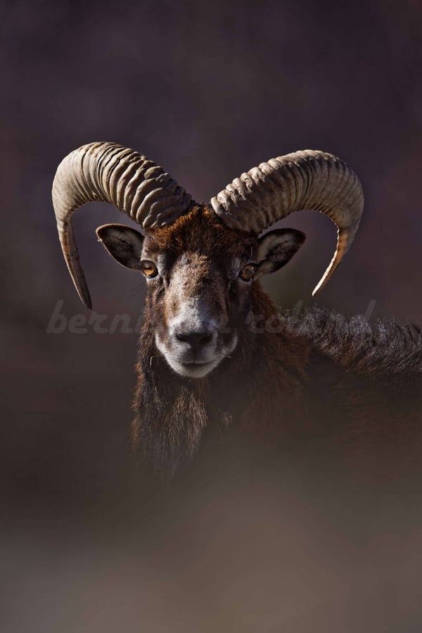 portrait mouflon