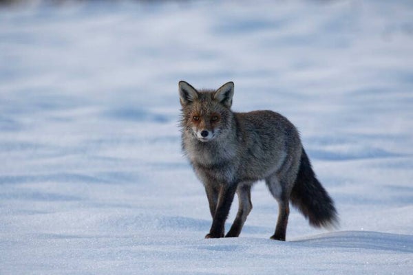 renard sur neige