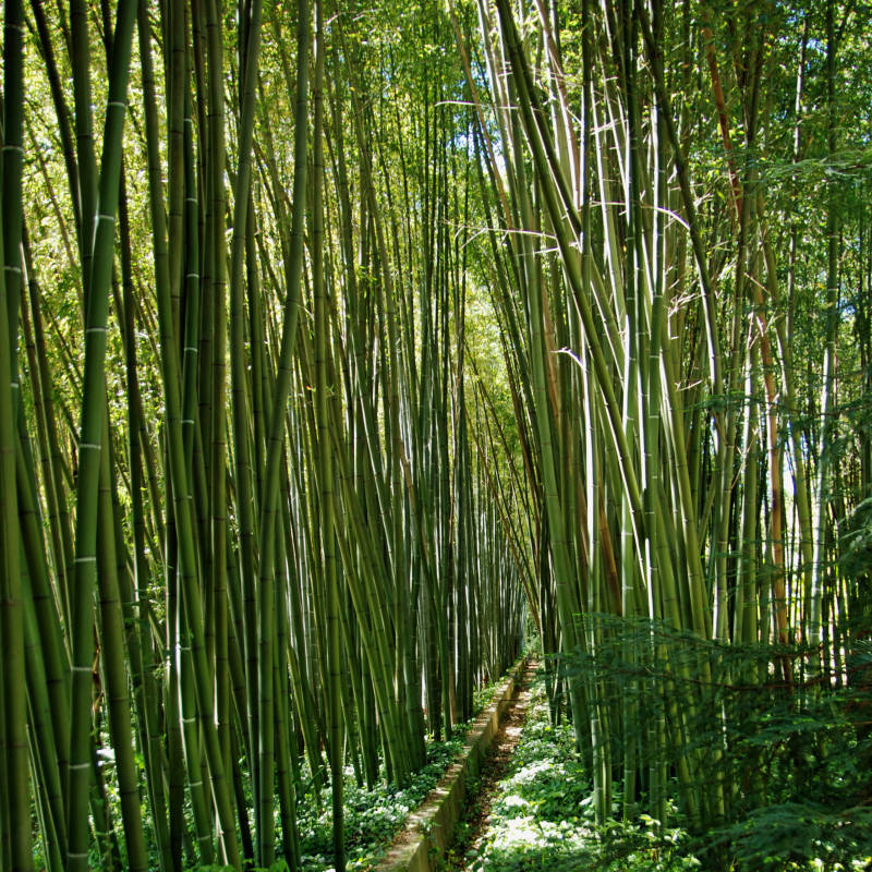Vakantiehuis Anduze  Zuid Frankrijk
