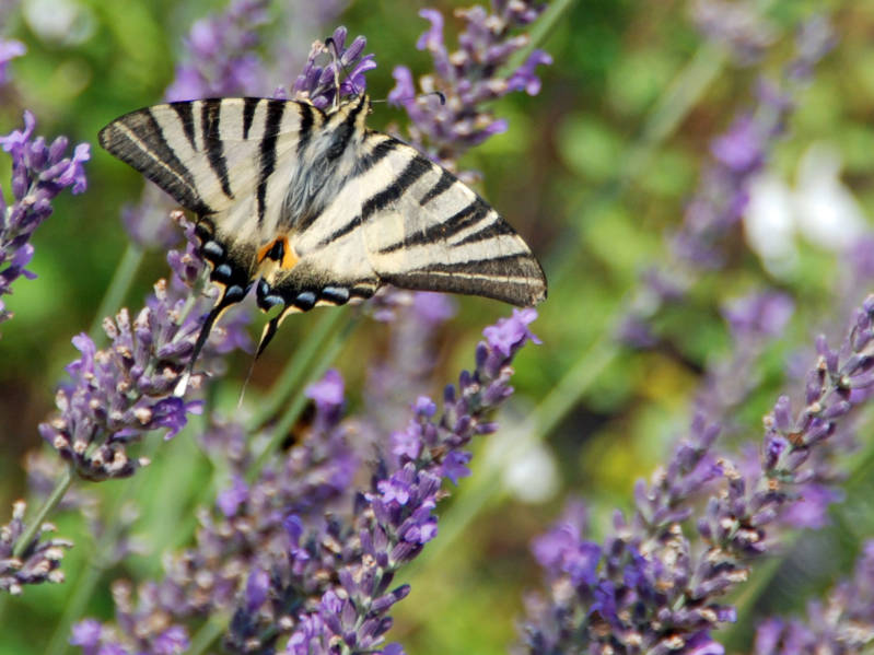 Vakantiehuis met zwembad  l'Esprit du Sud