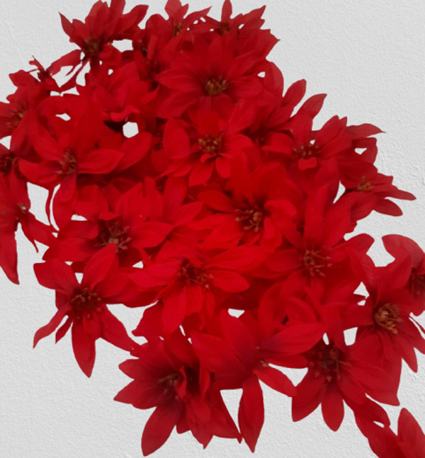 Poinsecja  mini wyrobowa – 48 sztuk, kod: 0441,   -50%