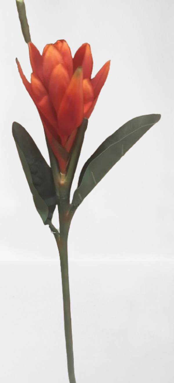 Ginger – 80 cm, kod: 071284