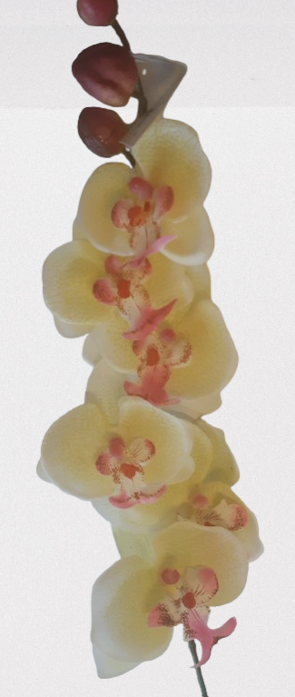 Storczyk Phalaenopsis, żółty, kod: 081010